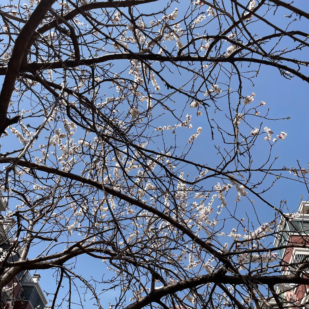 晴天星