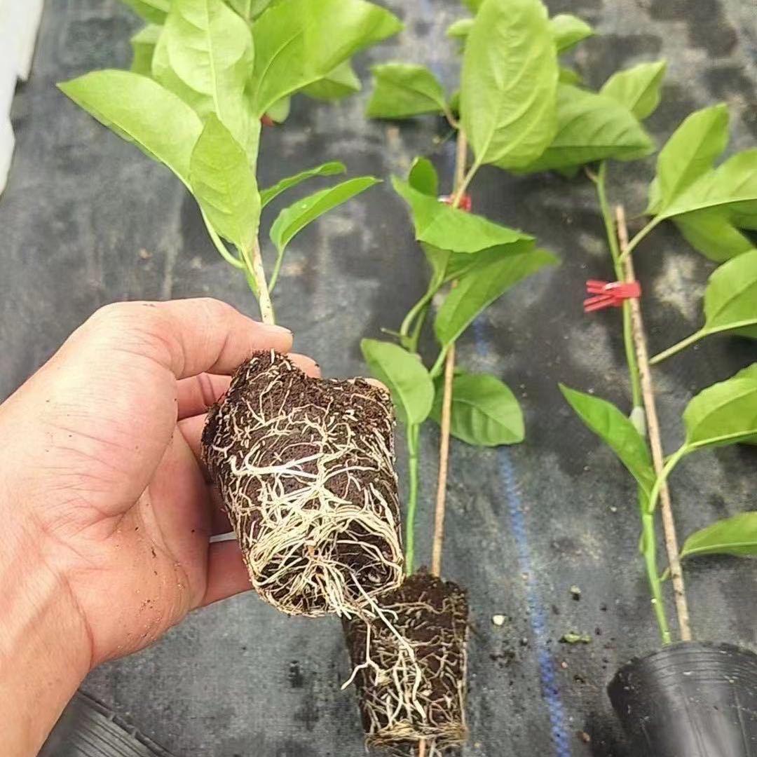 百林草果树苗木专营店