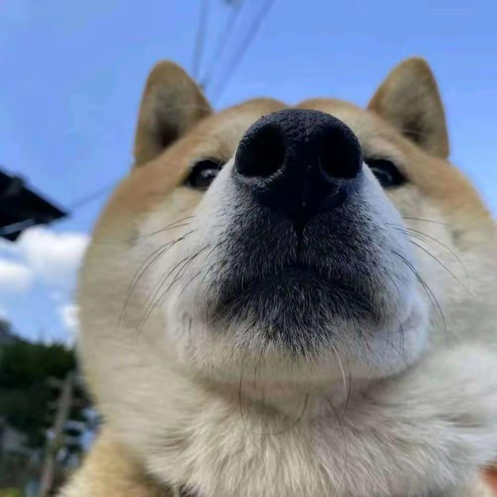 我没文化不会取昵称