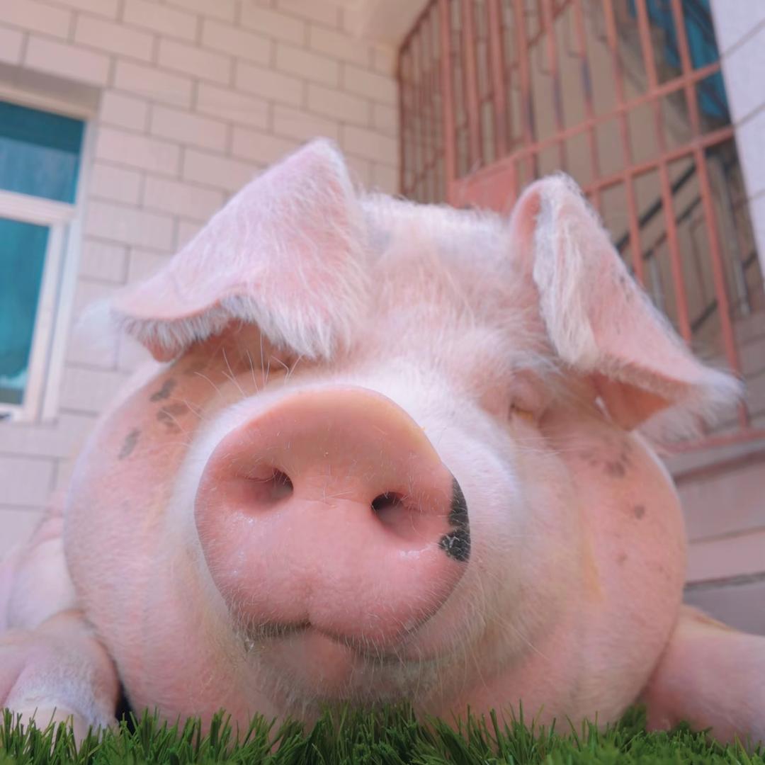 秘神茉莉猪帝帝