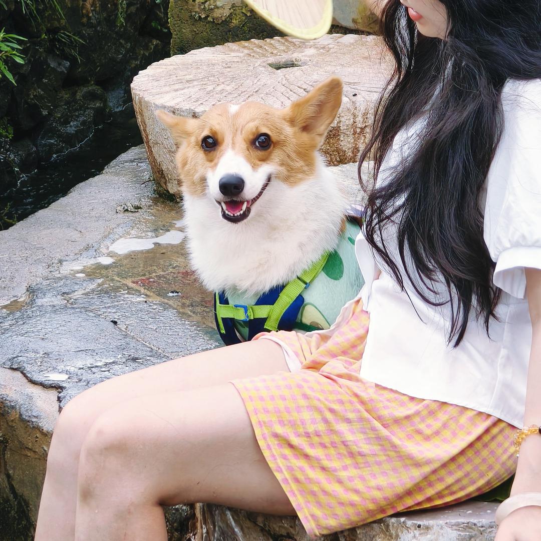 Lily是只柯基🐶