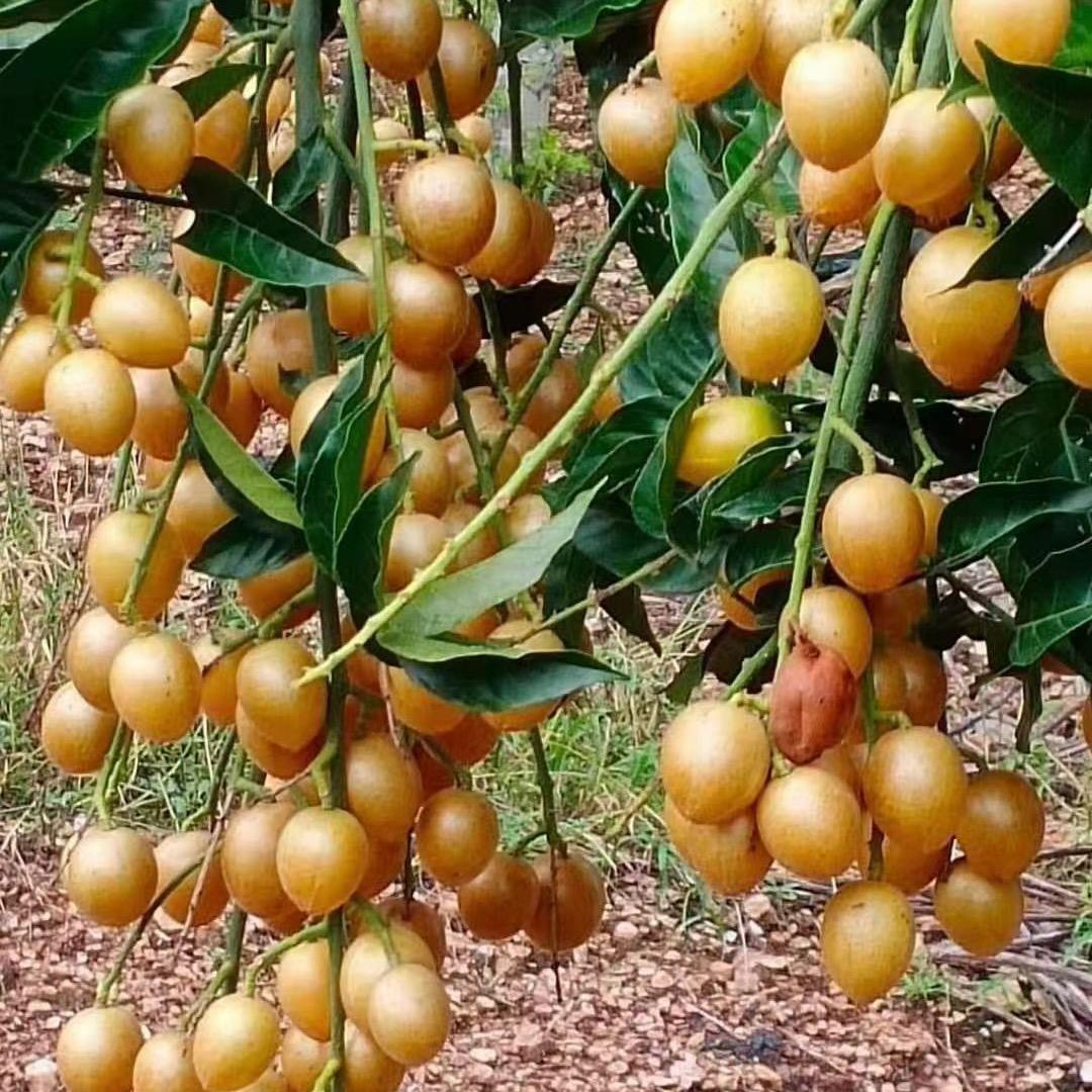 💰时来运转💰