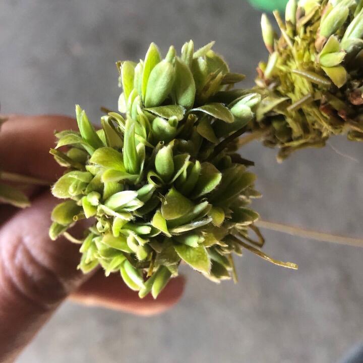 小步朗