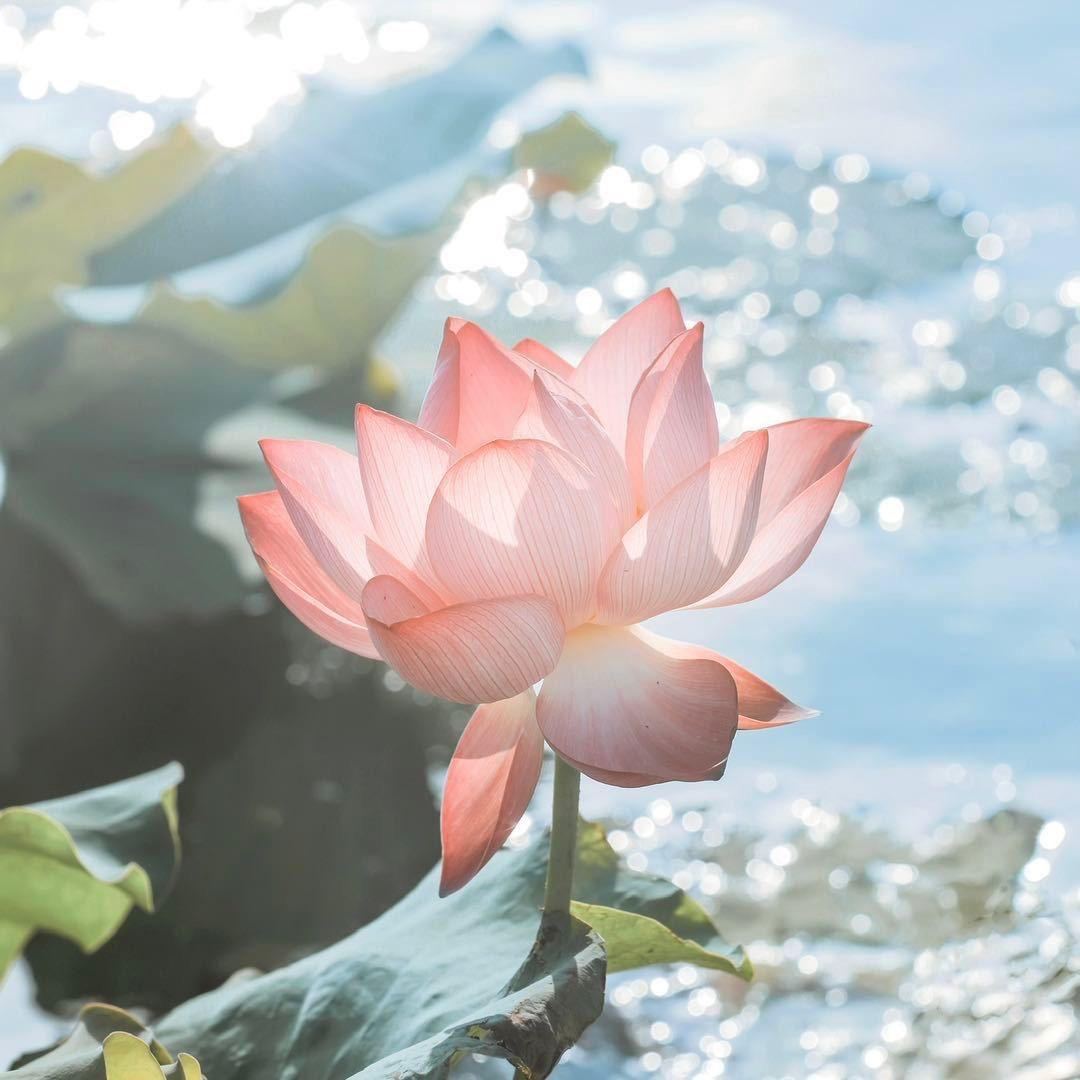 山风蛊