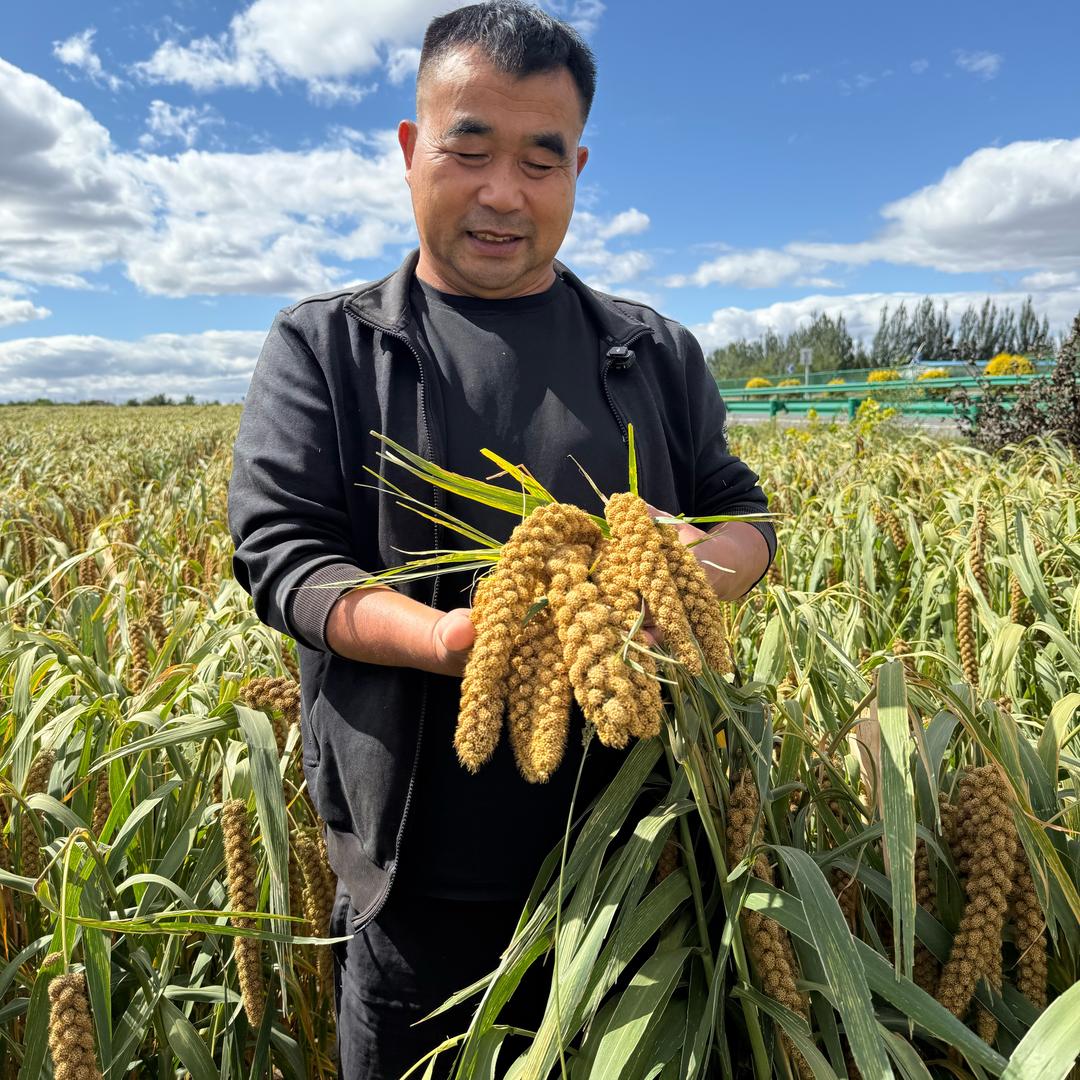 农村老丁（21号10点内蒙小米来了）