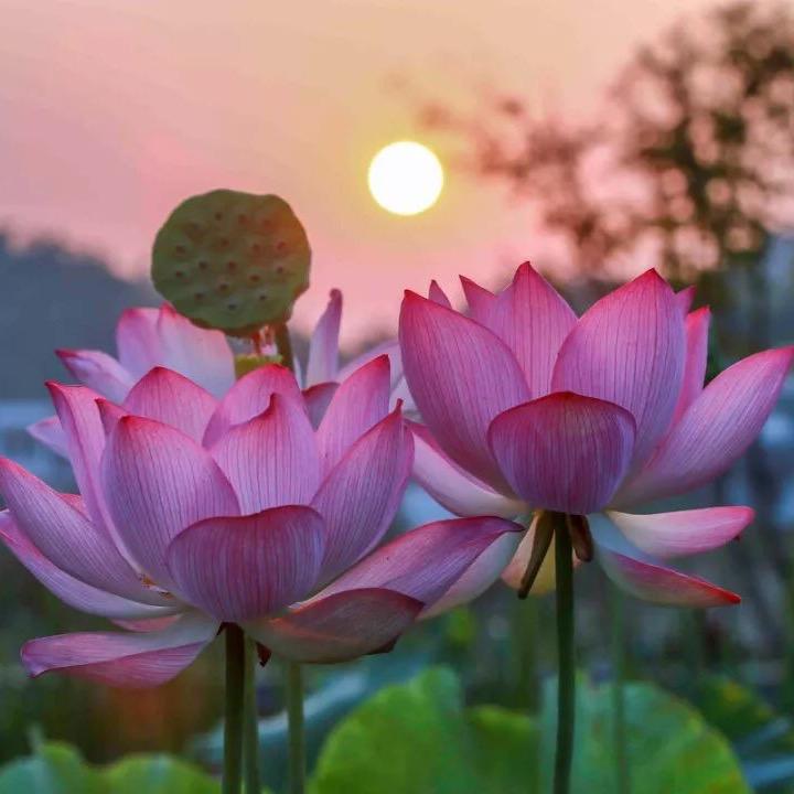 镜中花月