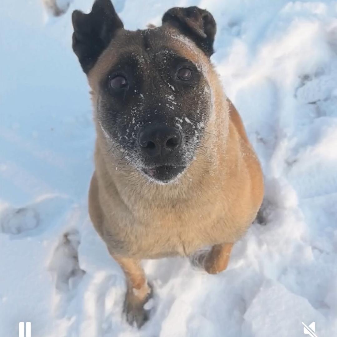 信诚马犬繁训