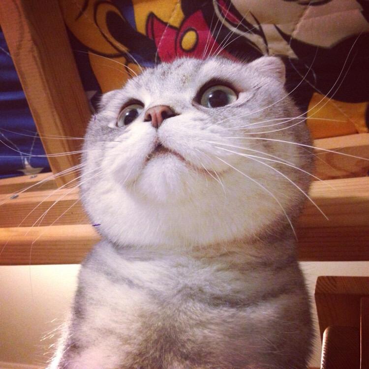 一只大肥猫