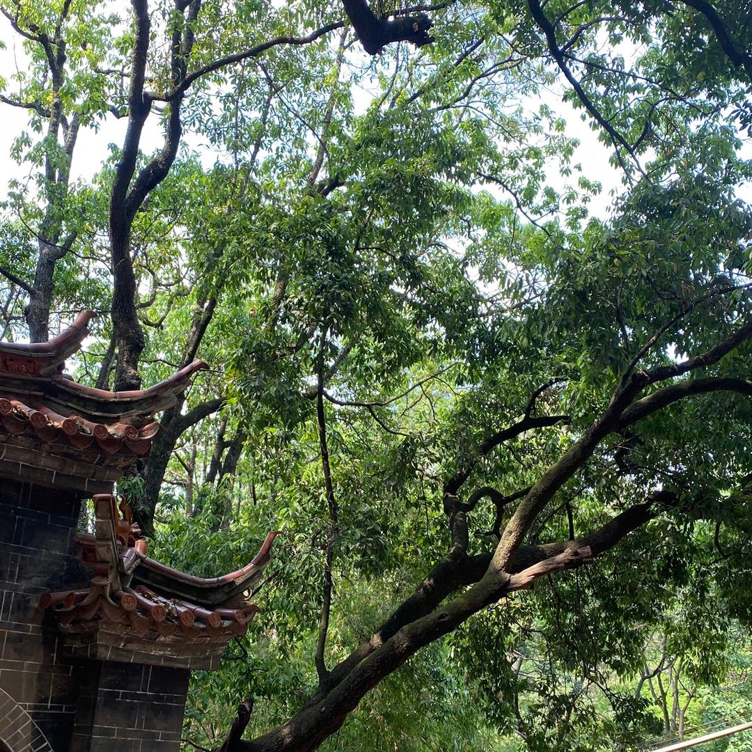悟圜师傅