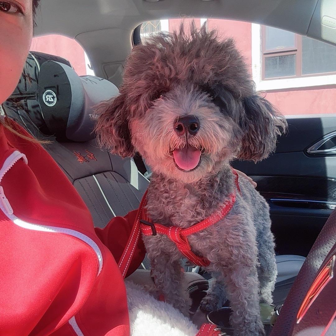 我狗多我怕谁🐶