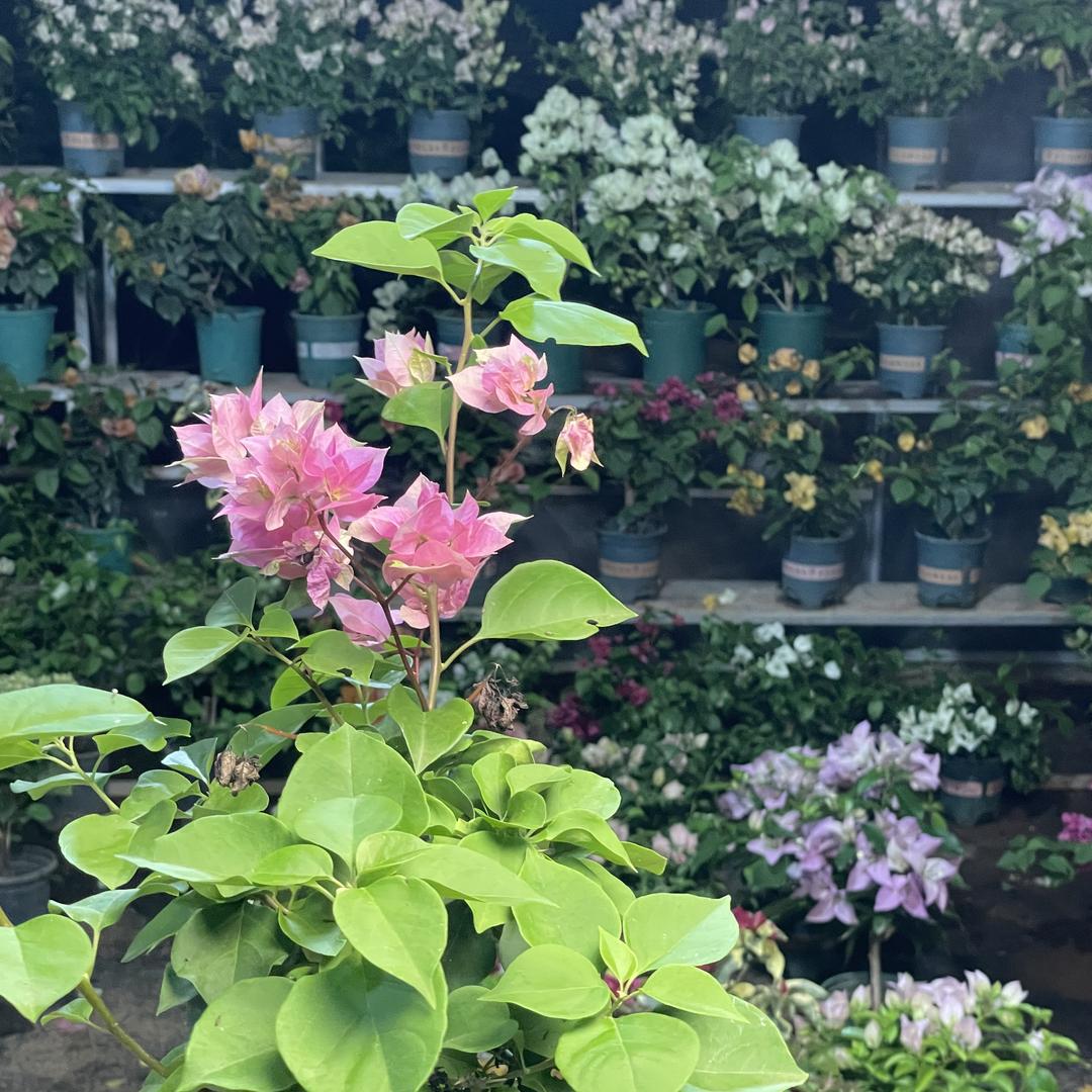 春屿花园