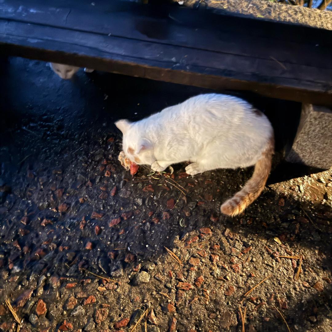 需要自我拯救的重度选择困难症患者。