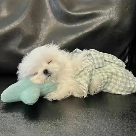 江泽🐽