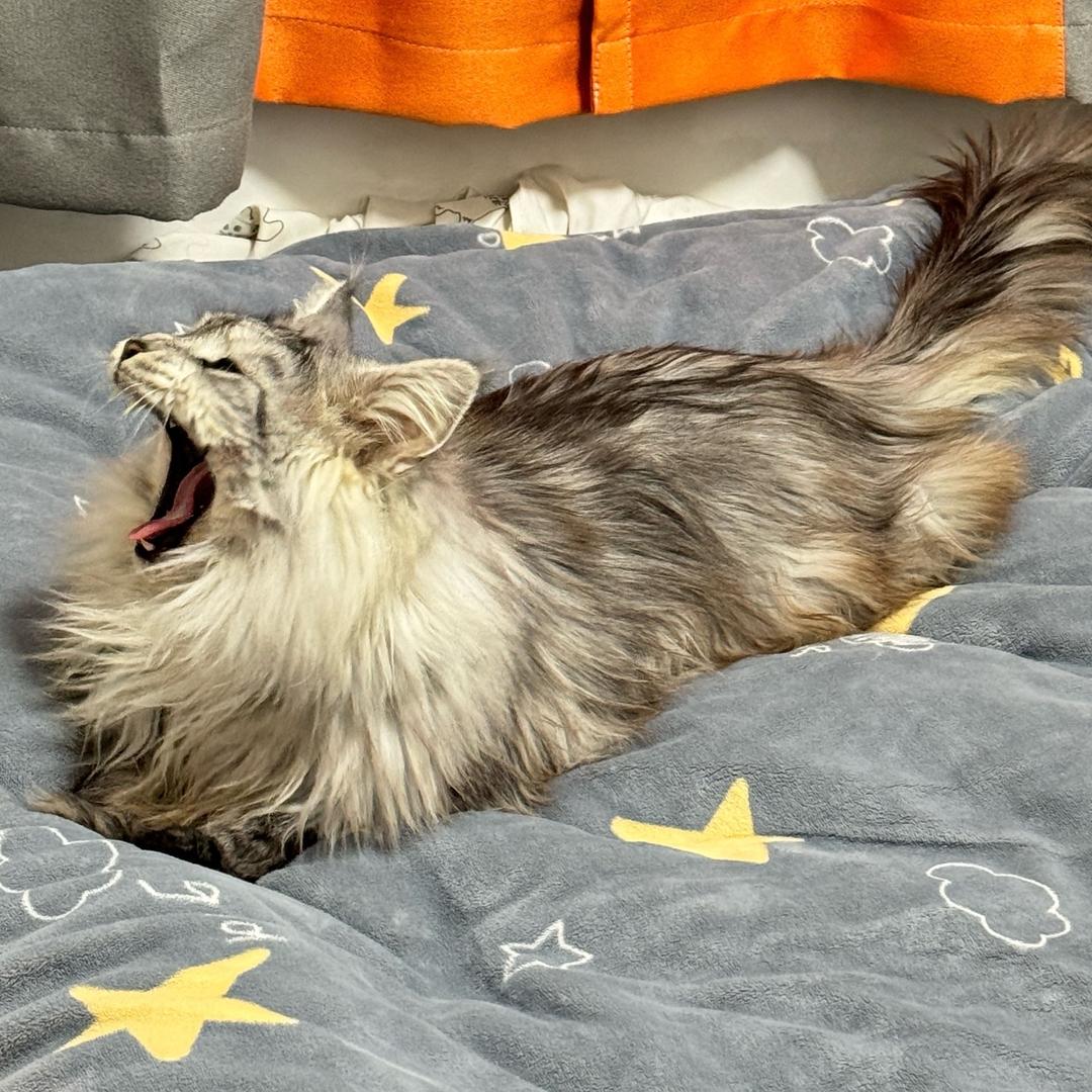 因为终于养到了猫了所以整个抖音都是我的猫