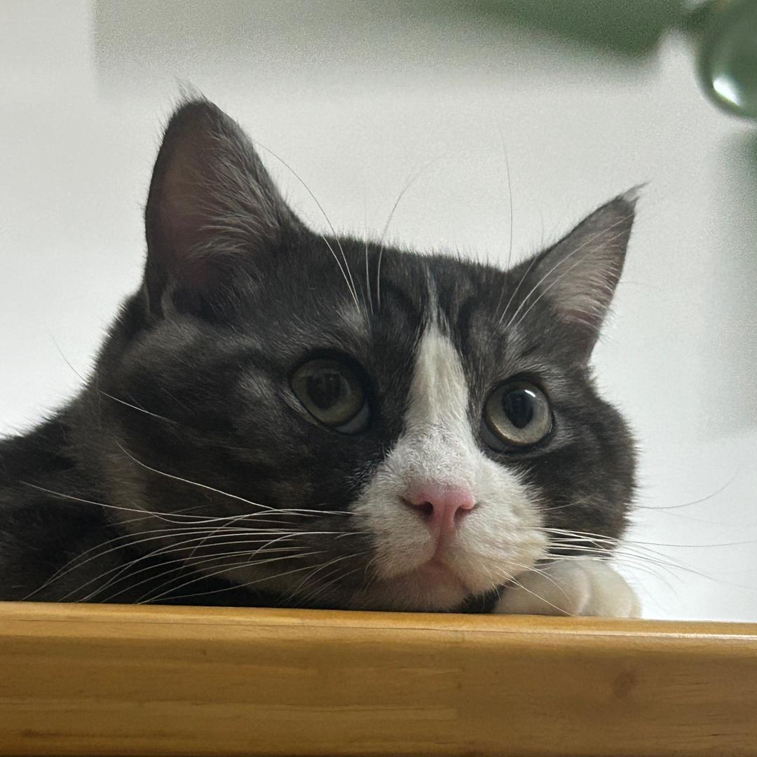 来财来福今天吃什么