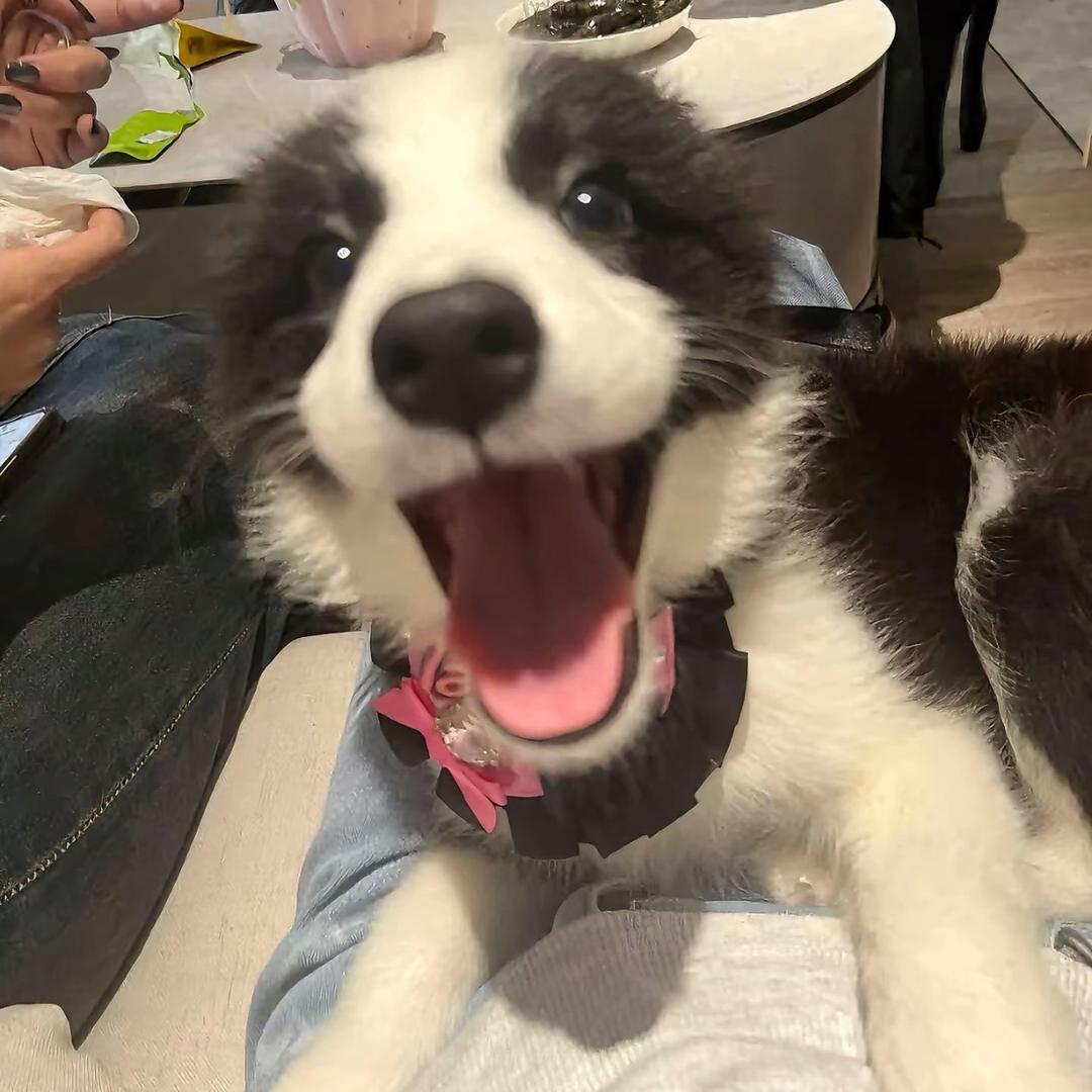 江辰