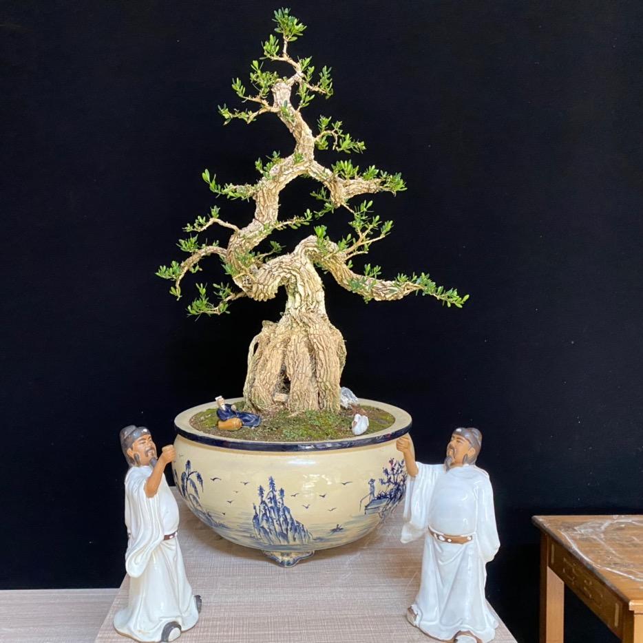 播花匠黄杨盆景