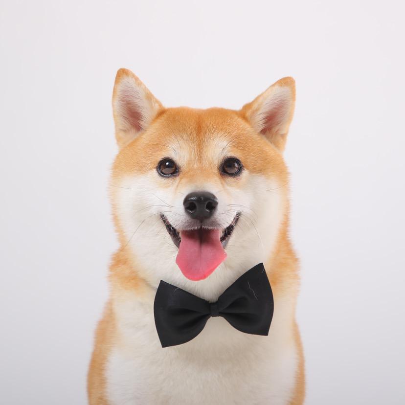 柴犬姜老三