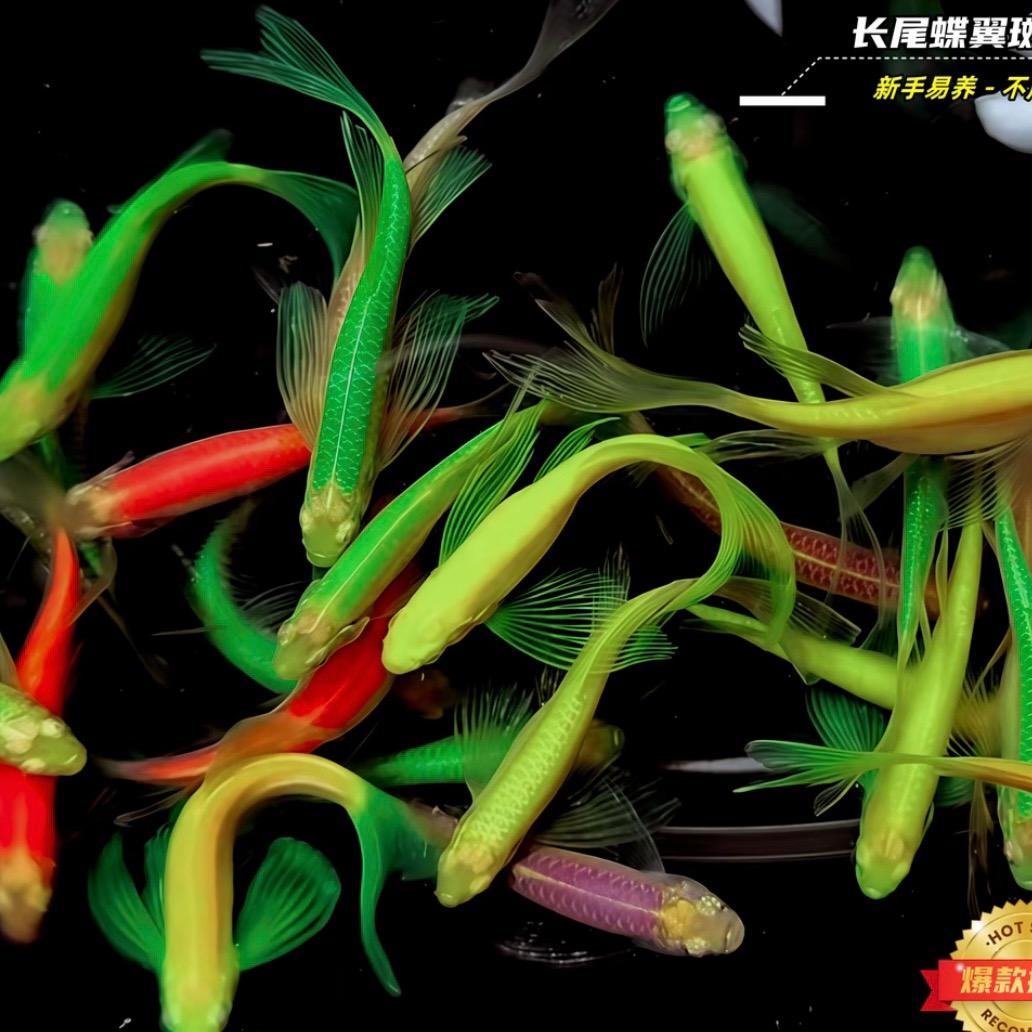 静静水族鱼场批发.