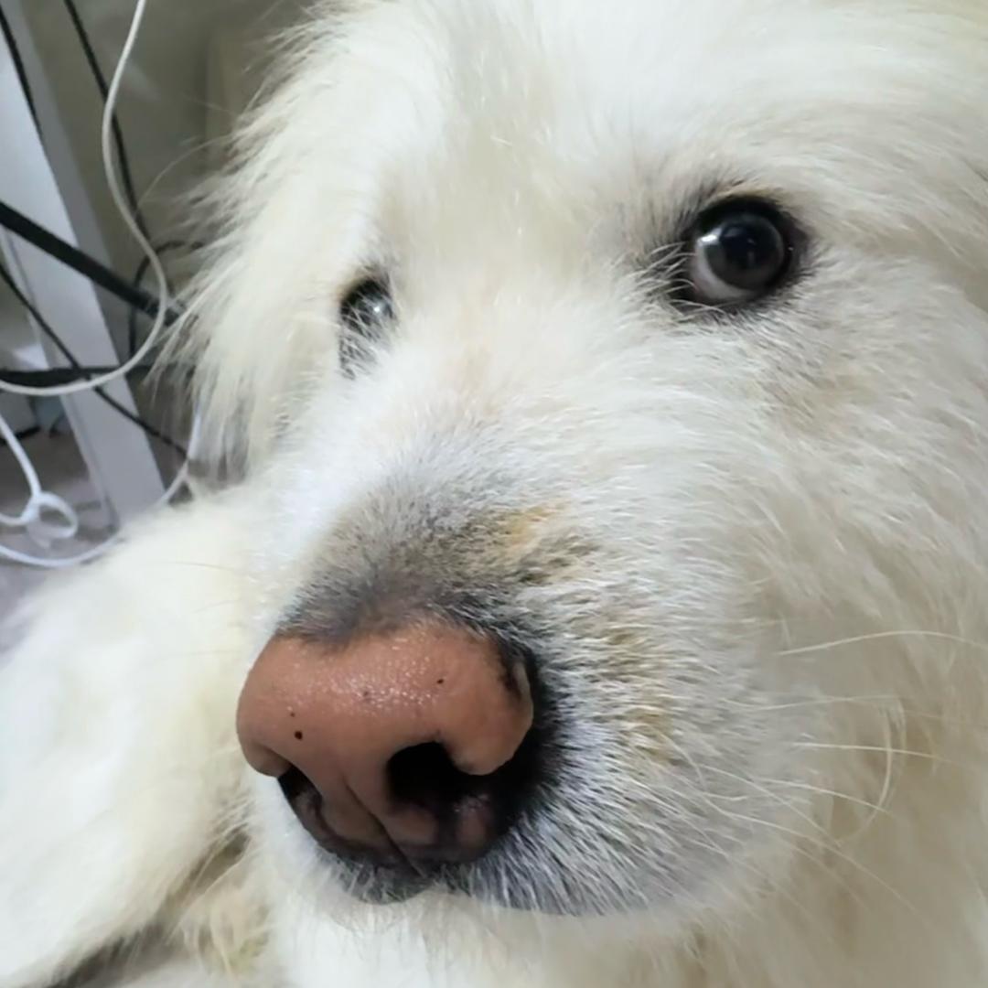 🍎图图嘻嘻哈🍏