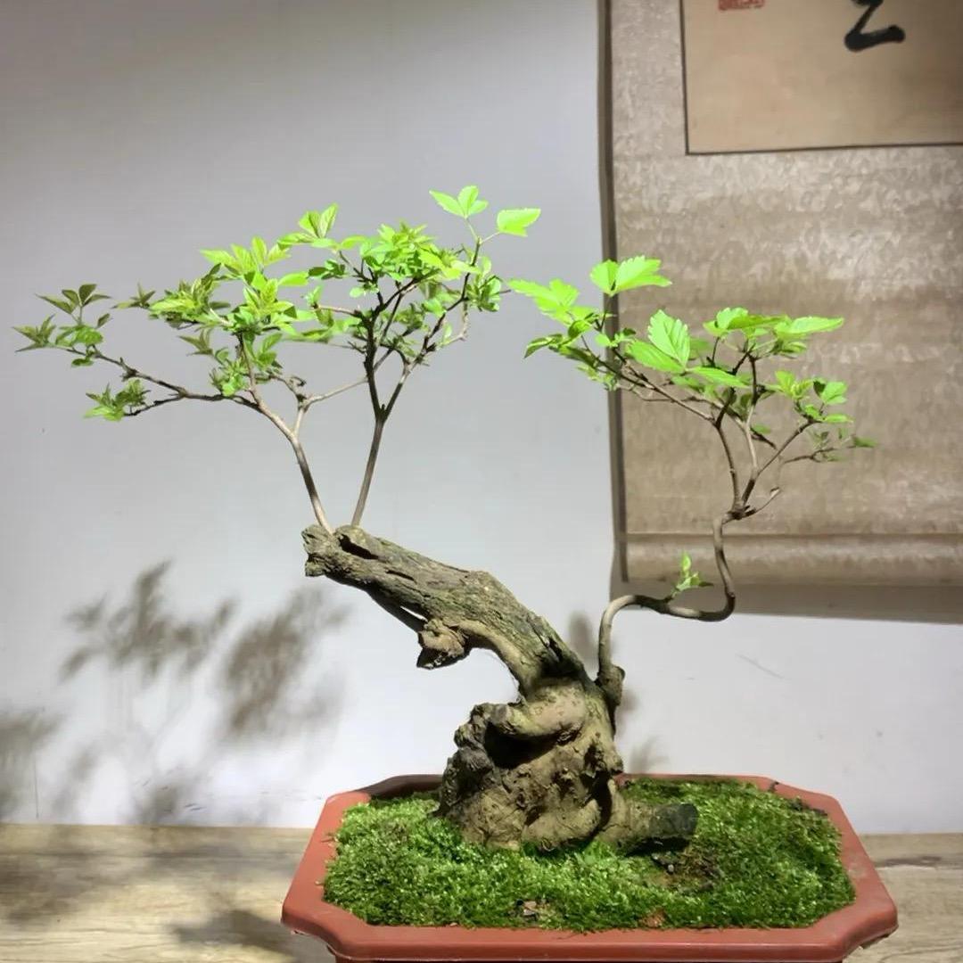 鲁山黄荆园艺