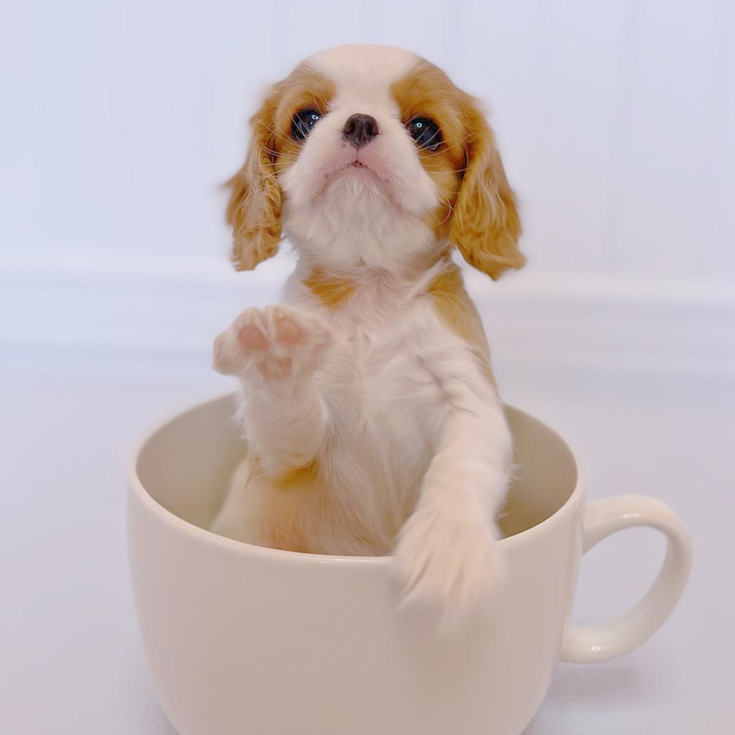 查理王小猎犬