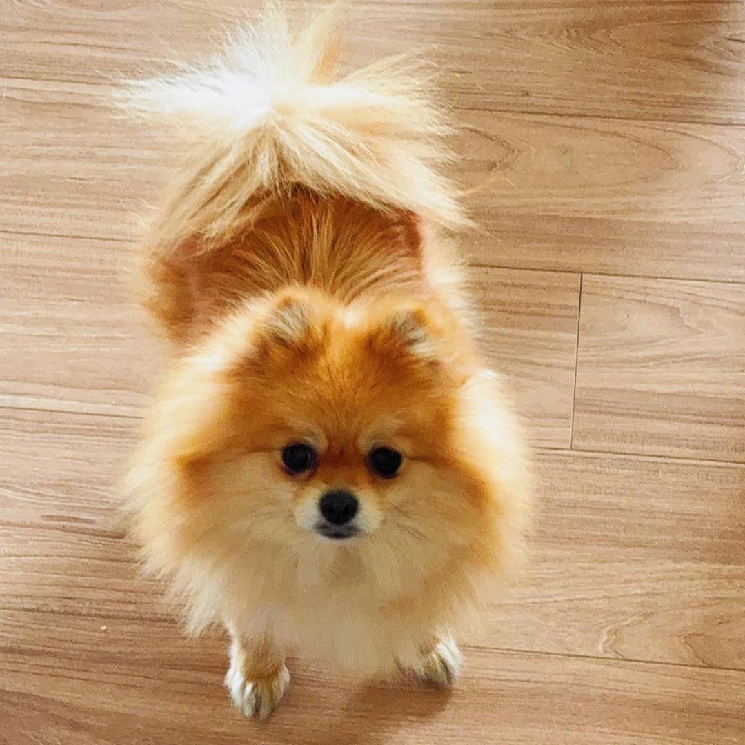 文静的小旺仔