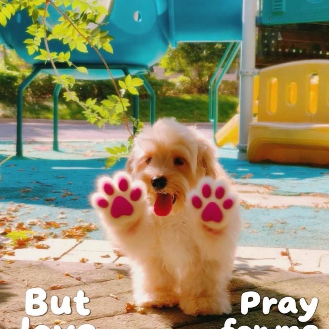 奶胖胖家狗狗们