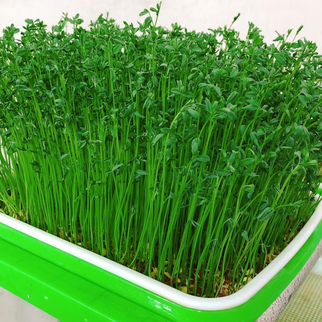 食鲜蔬芽苗菜@抖音