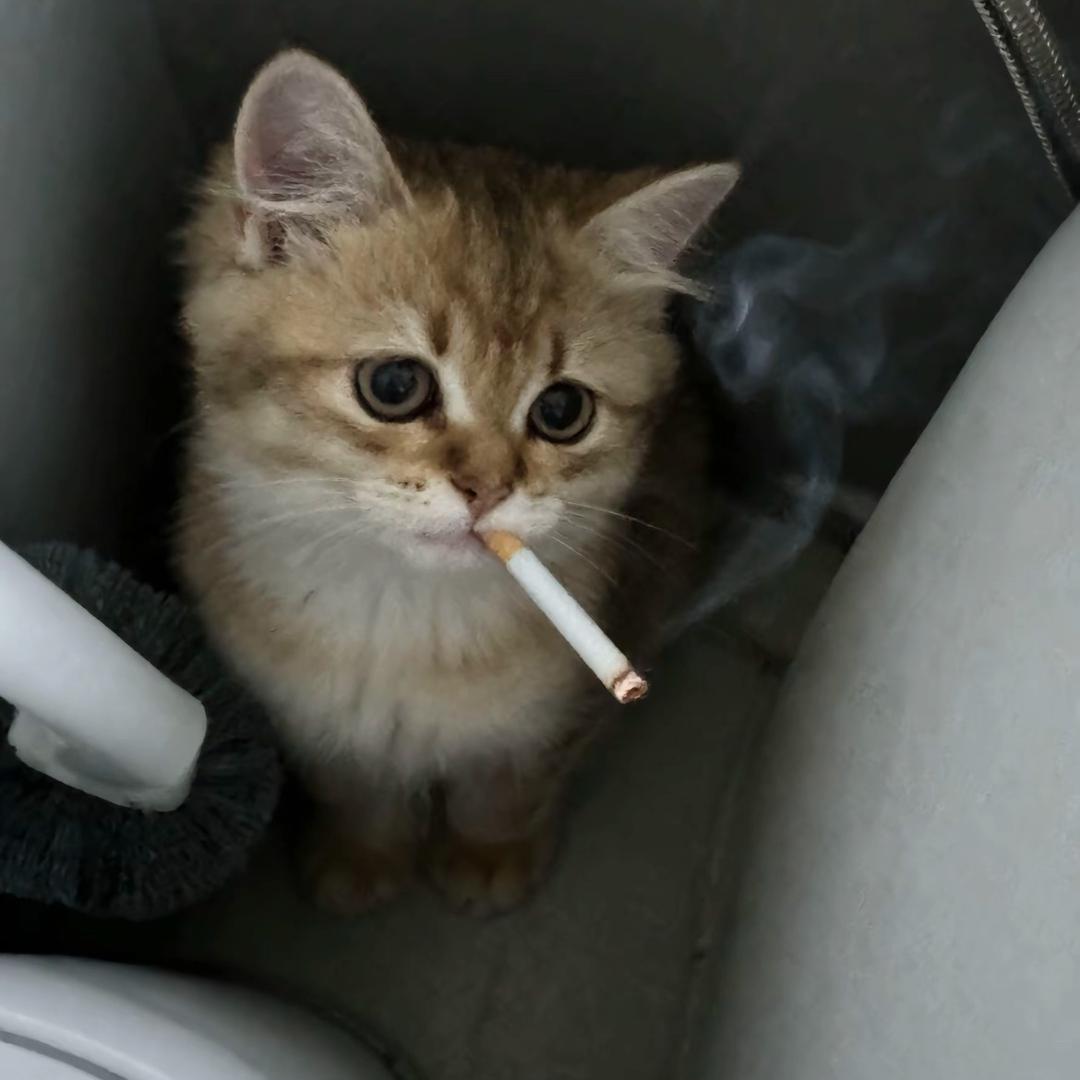 出轨后被捏爆魔丸。哦