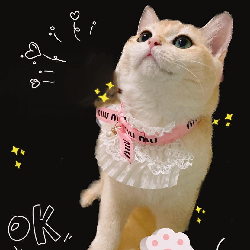 奶昔是只小可爱