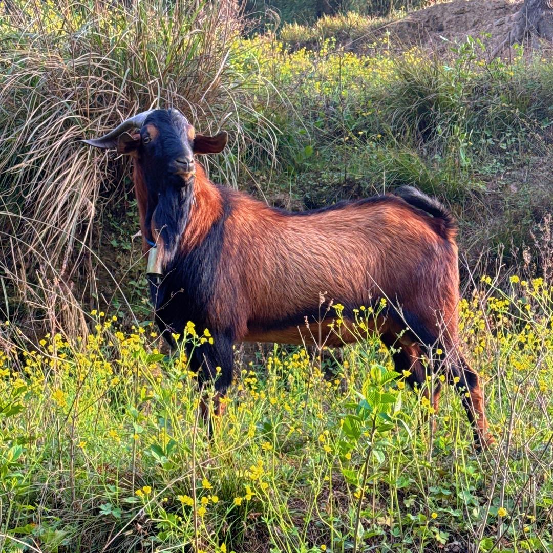 巴山牧场·南江黄羊