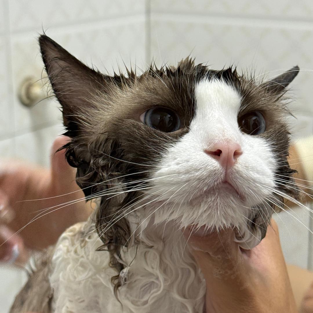 土豆番茄是布偶