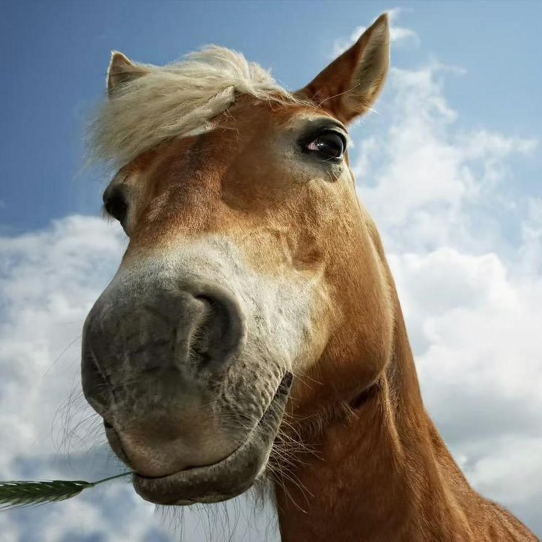 老马🐴说案