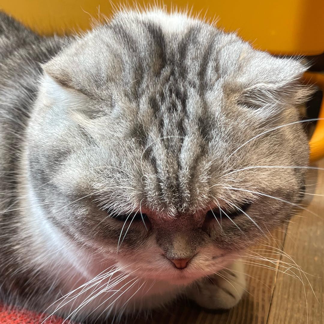 惊阙鸣蝉