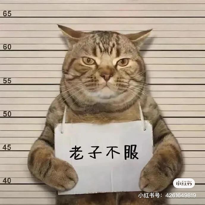 山东大龙哥