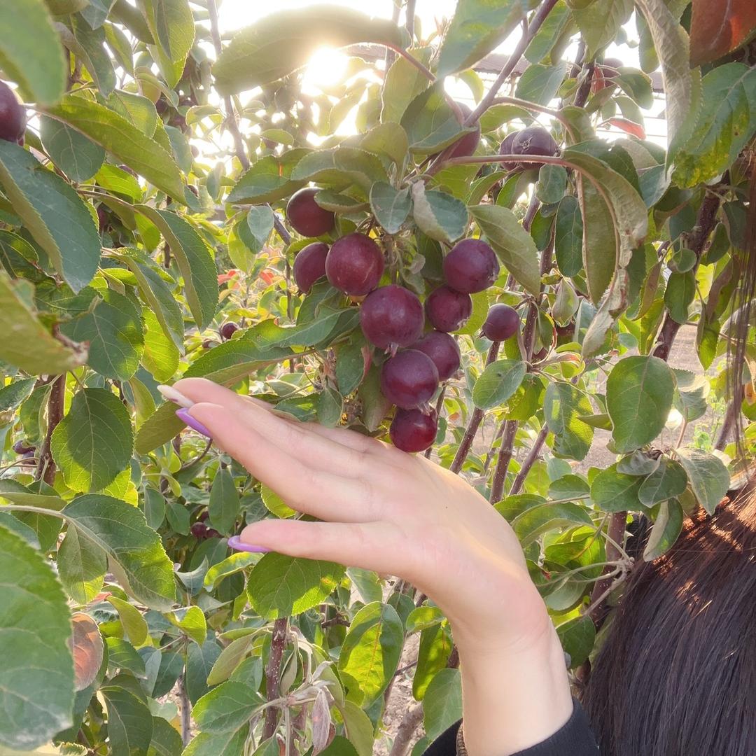 锦春苗木花卉基地