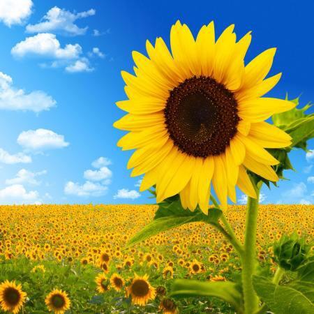 向日葵🌻