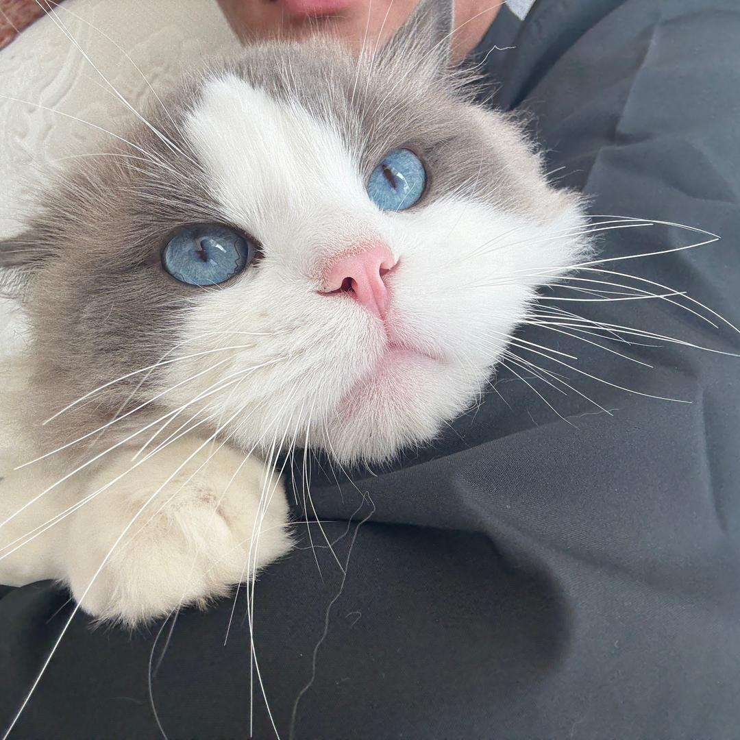 杰尼味