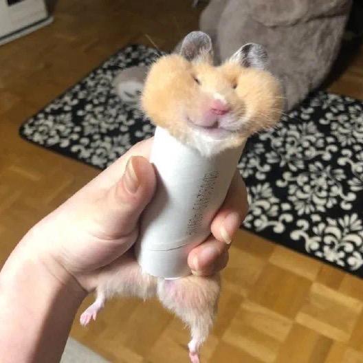 花闻未见