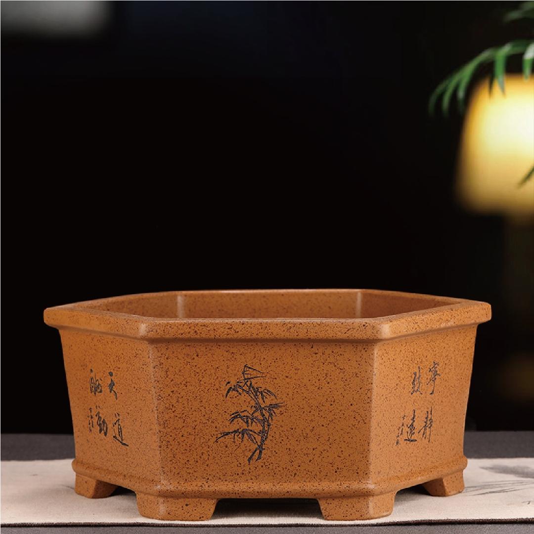 意景盆雪松