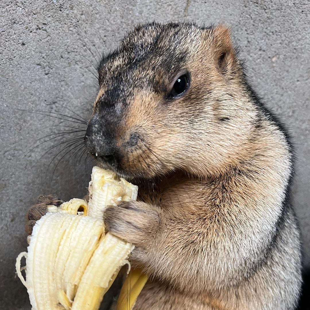 海口琼山嘉秋鸿华养殖场