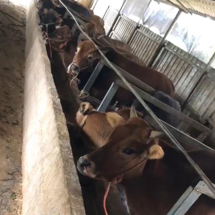 广西龙山肉牛养殖场