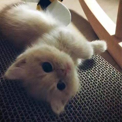 小妡（陪玩dd）