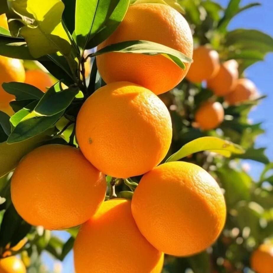 海吉星998安徽仓