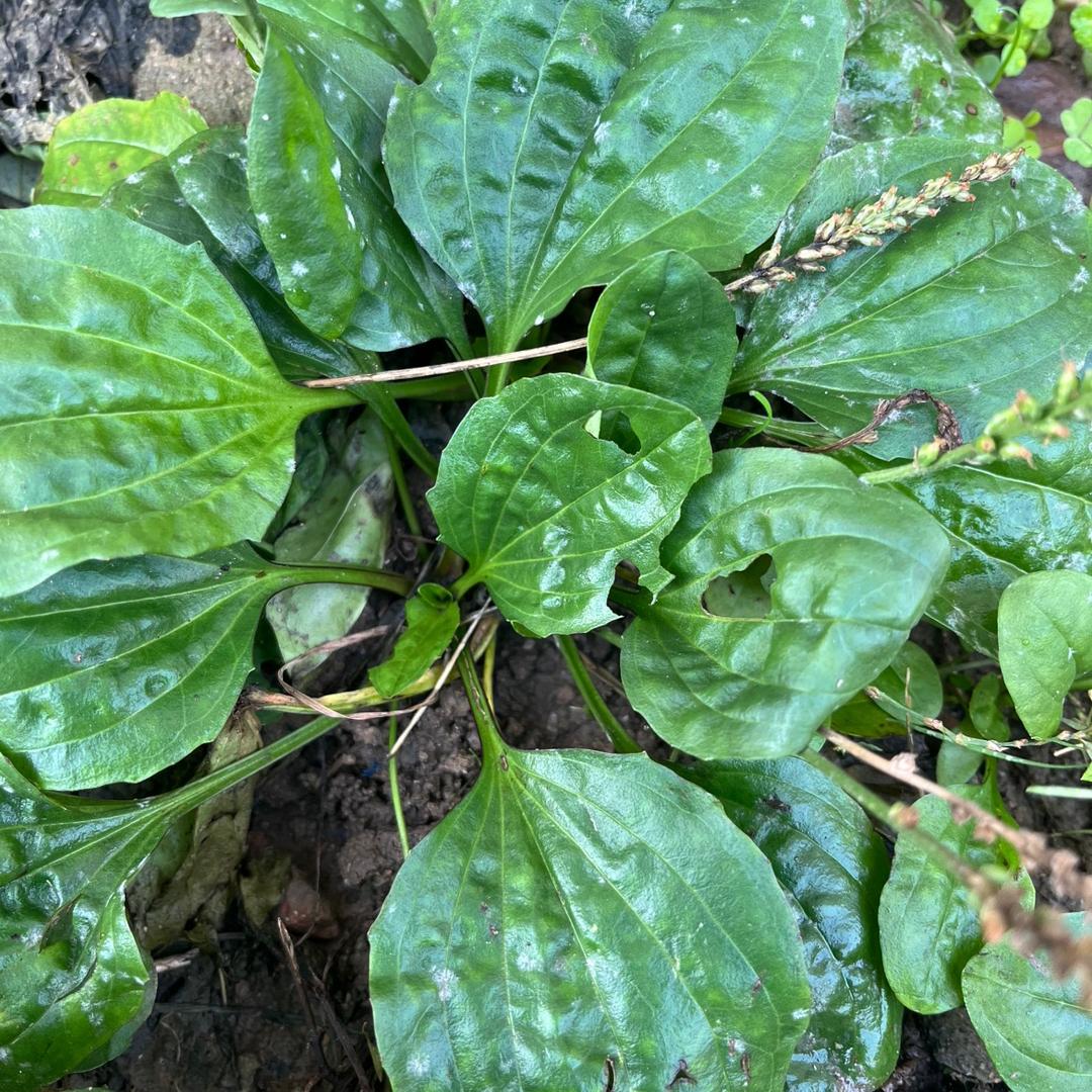 颈肩腰（燕子2）