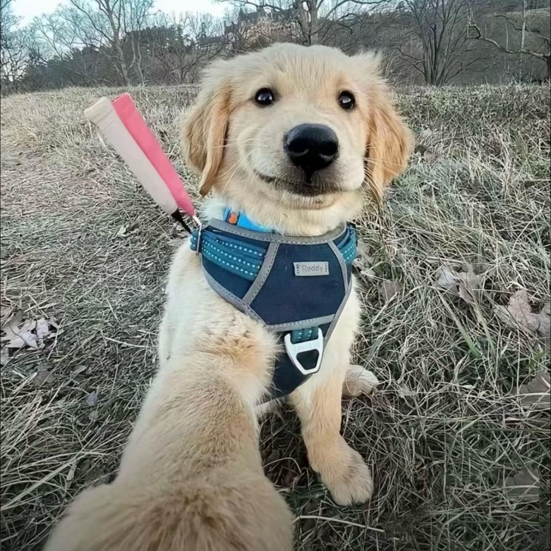 小冷（憋不住💩被护工挂网上）