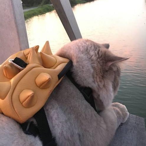 本萌要吃五花肉