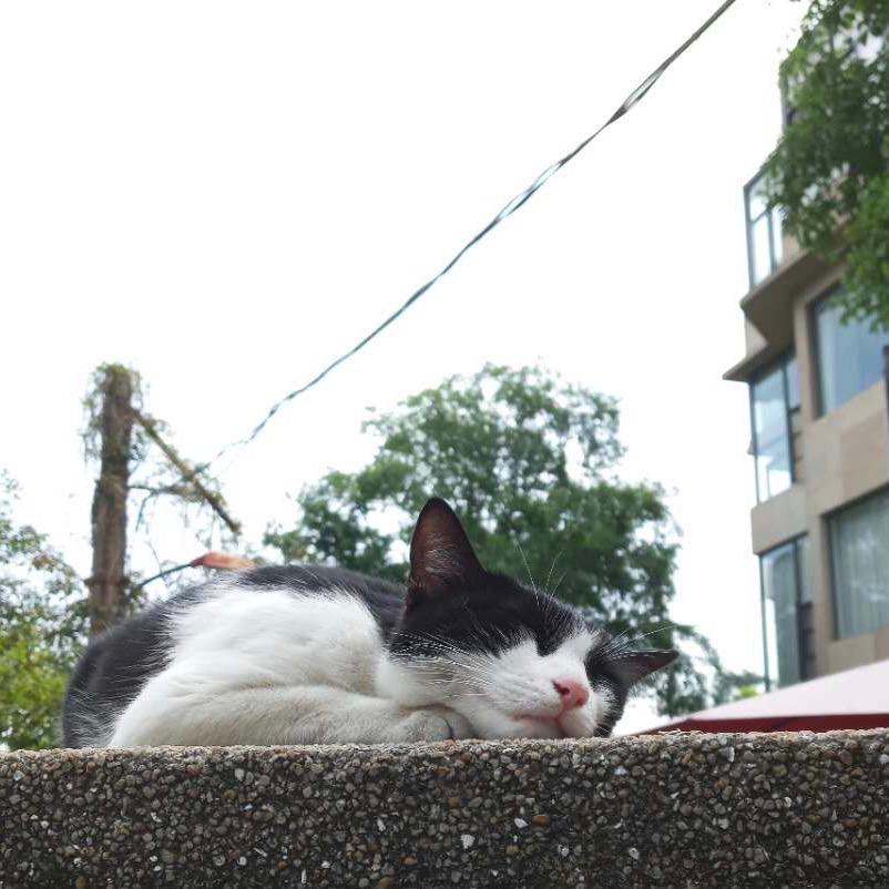 睿睿。