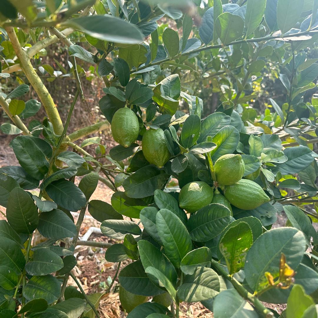 广东香水柠檬（湛江）